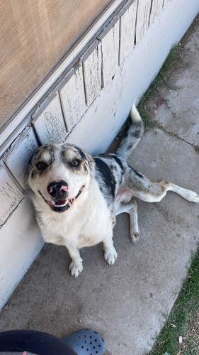 Lost Male Dog last seen 47th avenue and Thomas , Phoenix, AZ 85031