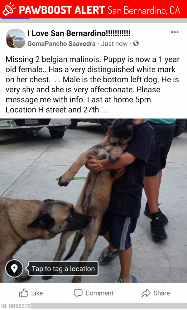 Lost Female Dog last seen Near north h street, San Bernardino, CA 92405