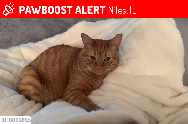 Lost Male Cat last seen Near W Albion Ave , Niles, IL 60714