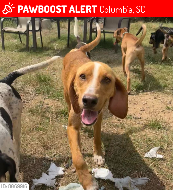 Lost Male Dog last seen Decker Blvd, Columbia, SC 29206
