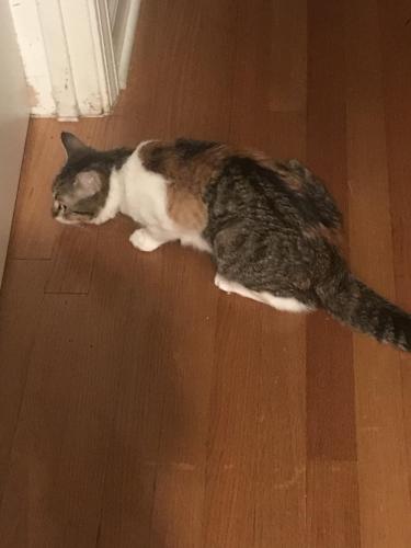 Lost Female Cat last seen Near S Winchester out of the hse  , Chicago, IL 60609