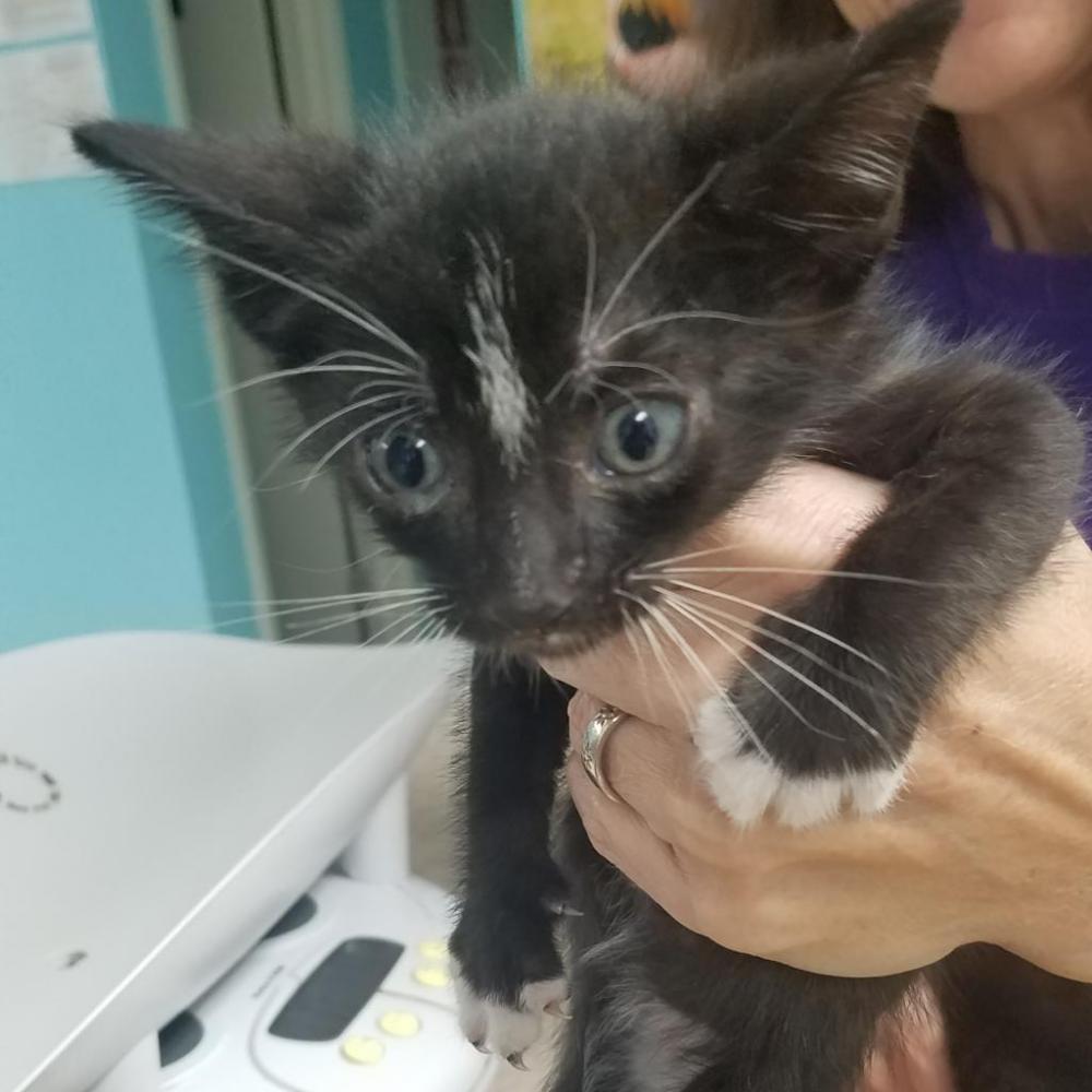 Shelter Stray Male Cat last seen , Lake City, FL 32055