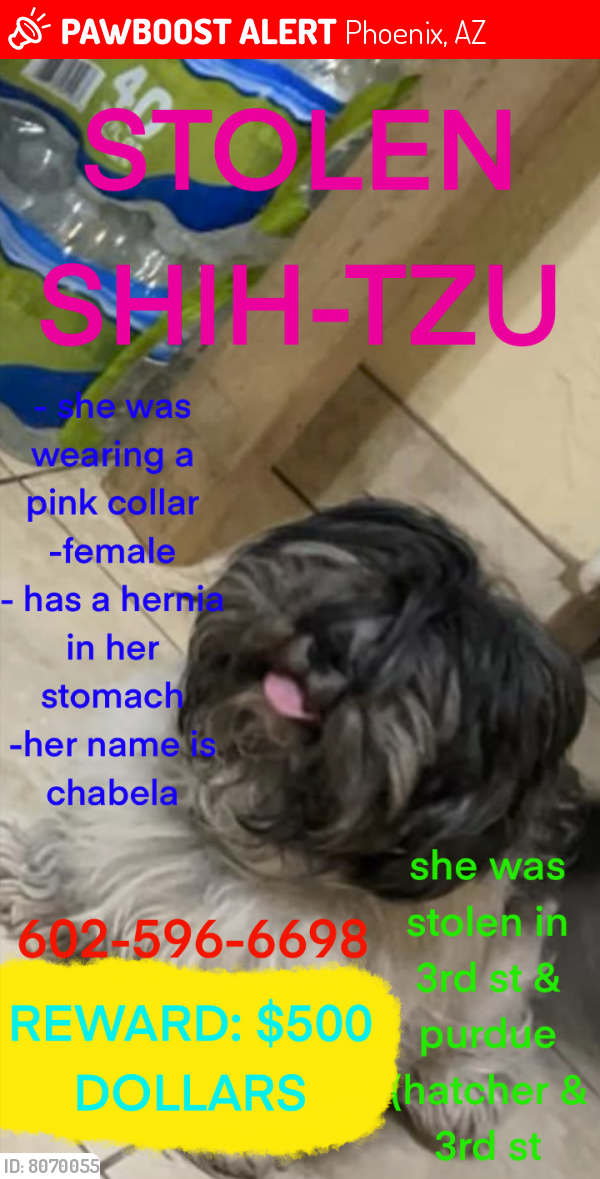 Lost Female Dog last seen Hatcher & 3rd st, Phoenix, AZ 85020