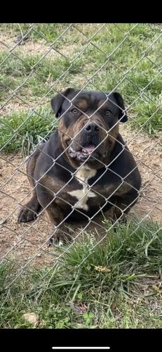 Lost Female Dog last seen Bertha Knight Rd, Lancaster County, SC 29720