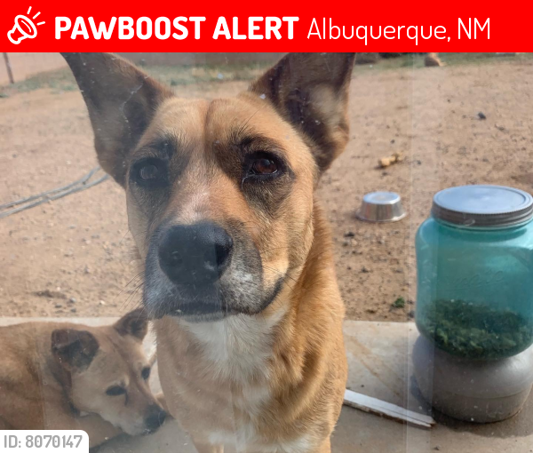 Lost Female Dog last seen Irving and Universe, Albuquerque, NM 87114
