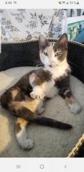 Lost Female Cat last seen Near E 6th St. Sheridan Indiana , Sheridan, IN 46069
