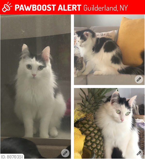 Lost Female Cat last seen 155/New Karner and Nott Rd near Nott Rd Park, Guilderland, NY 12084