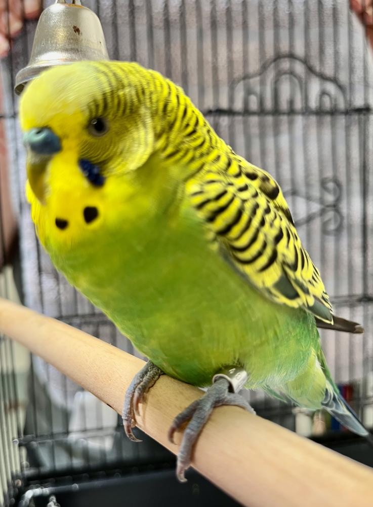 Shelter Stray Male Parakeet (budgie) last seen Alexandria, VA 22303, Fairfax, VA 22032