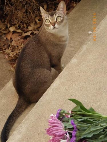 Lost Female Cat last seen Spriggs Road and Lake Terrapin Road, Woodbridge, VA 22193