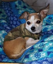 Lost Male Dog last seen Near Saddleridge ests , Hueytown, AL 35023