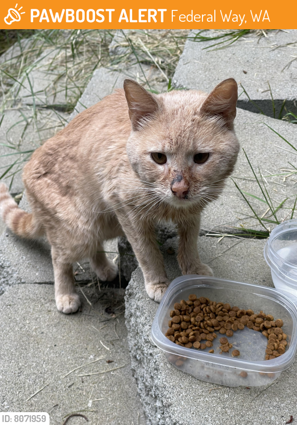 Federal stray hot sale cat