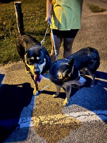 Found/Stray Male Dog last seen Moores rd and branch ave, Brandywine, MD 20613