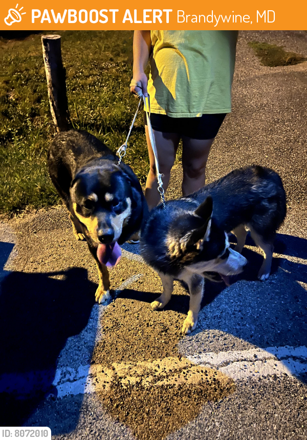 Found/Stray Male Dog last seen Moores rd and branch ave, Brandywine, MD 20613