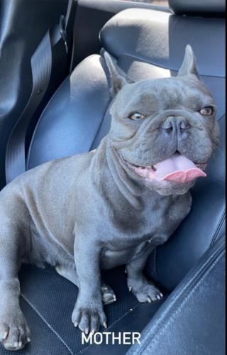 Lost Female Dog last seen Berryessa and Capitol , San Jose, CA 95132