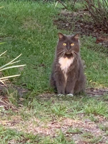 Found/Stray Unknown Cat last seen Palmetto woods housing area, Gainesville, FL 32605