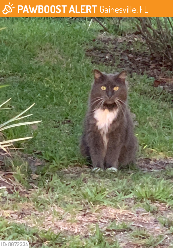 Found/Stray Unknown Cat last seen Palmetto woods housing area, Gainesville, FL 32605