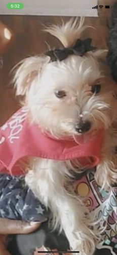 Lost Female Dog last seen Lawrence ave , Bruce , state , Briggs , Mary ann , Lockport, IL 60441