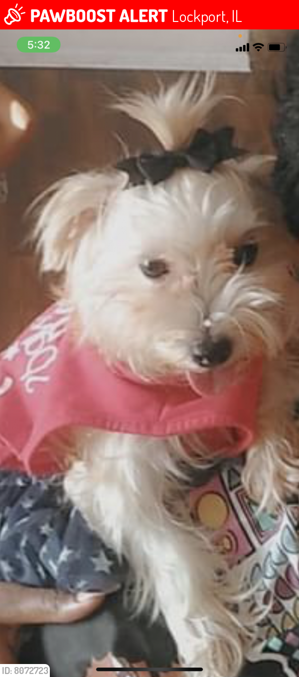 Lost Female Dog last seen Lawrence ave , Bruce , state , Briggs , Mary ann , Lockport, IL 60441