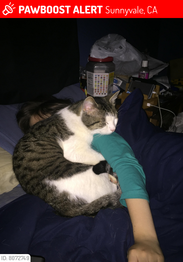 Lost Male Cat last seen Madrone Ave, Sunnyvale, Sunnyvale, CA 94085