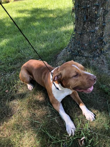Found/Stray Male Dog last seen Montpelier Drive/Claxton/ Laurel Bowie Rd. MD, Prince George's County, MD 20708