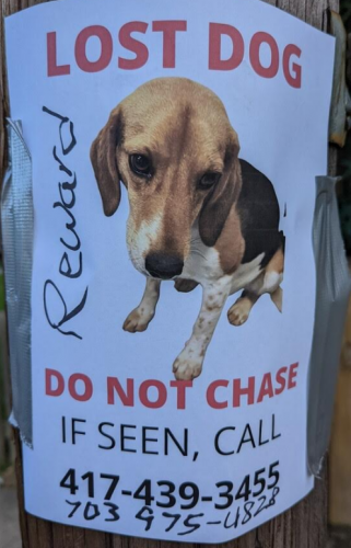 Lost Unknown Dog last seen Near N Beauregard St, Alexandria, VA 22311, Alexandria, VA 22311