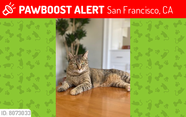 Lost Female Cat last seen 25th Street & Fair Oaks, San Francisco, CA 94110