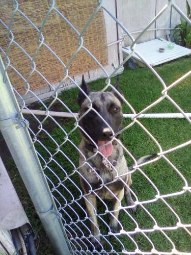 Found/Stray Male Dog last seen Near th., San Bernardino, CA 92405