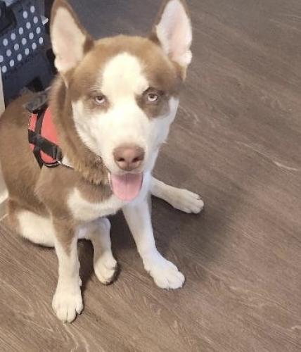 Lost Male Dog last seen 24st and roosevelty , Phoenix, AZ 85008