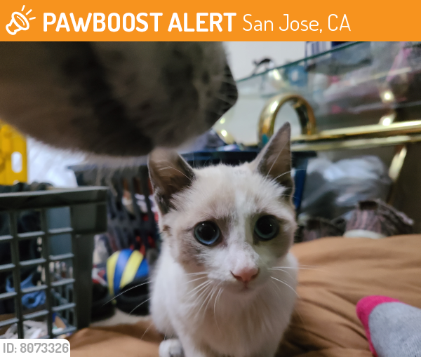 Found/Stray Female Cat last seen Near lucretia Ave. San Jose CA, San Jose, CA 95122