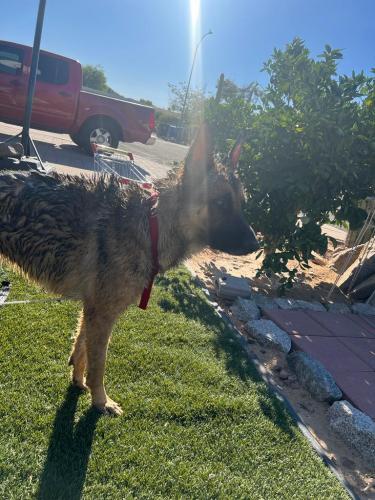 Lost Male Dog last seen Near E Phelps , Phoenix, AZ 85032