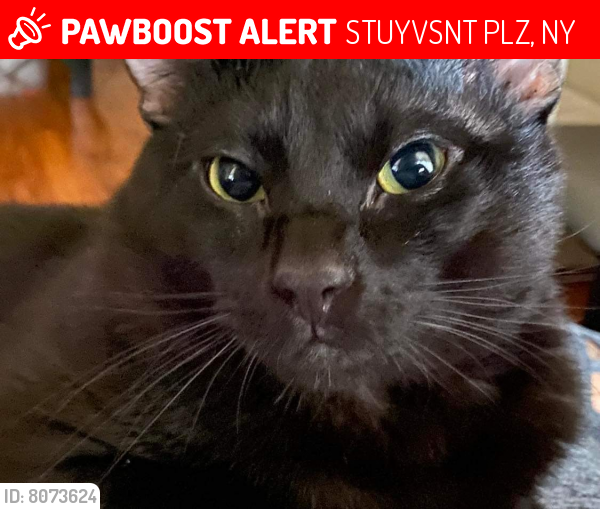 Lost Male Cat last seen N Allen st , STUYVSNT PLZ, NY 12203