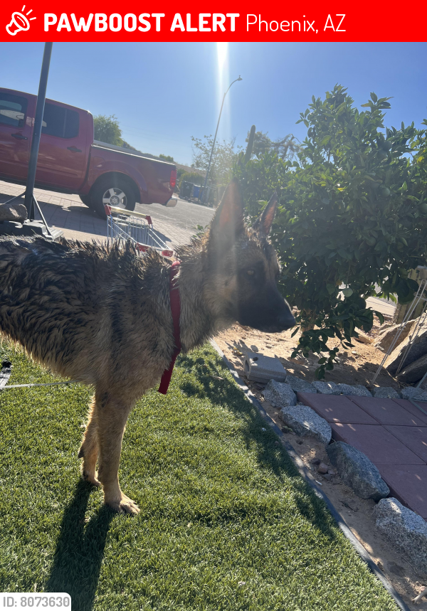 Lost Male Dog last seen Near E Phelps phoenix AZ 85032, Phoenix, AZ 85032