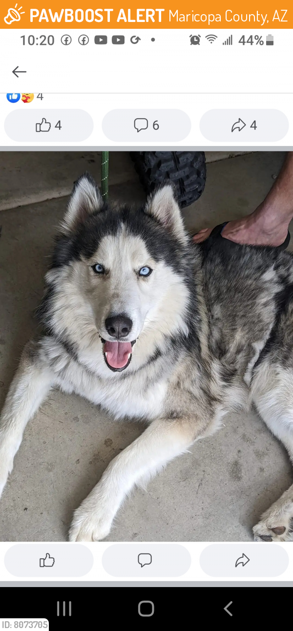 Found/Stray Male Dog last seen Dunlap, Maricopa County, AZ 85338