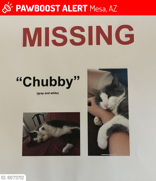 Lost Female Cat last seen Ellsworth and Ray, Mesa, AZ 85212
