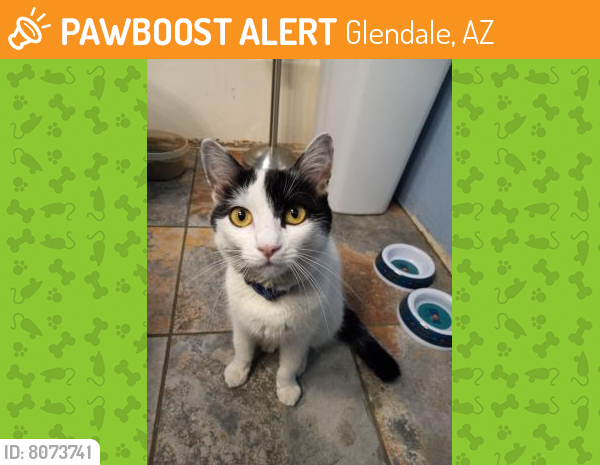 Rehomed Female Cat last seen 47th Avenue and Mountain view, Glendale, AZ 85345