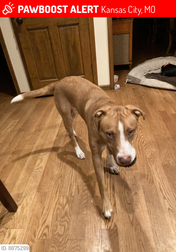 Lost Male Dog in Kansas City, MO 64145 Named Buddy (ID: 8075299) | PawBoost