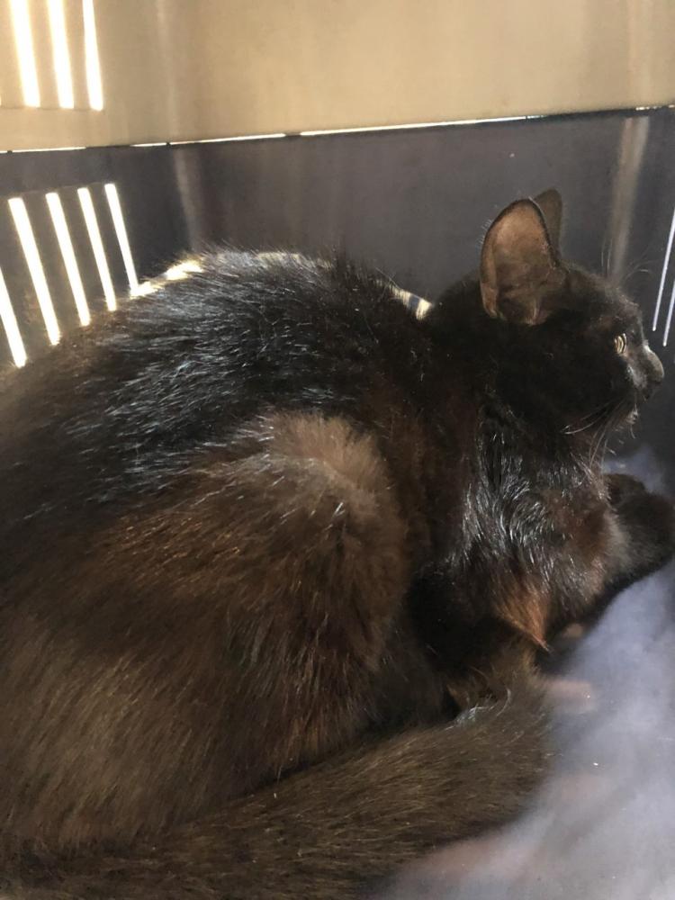Shelter Stray Female Cat last seen Near 39th Ave 94601, Oakland, CA, Oakland, CA 94601