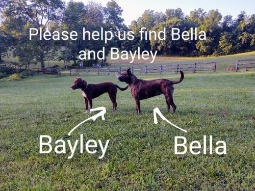 Lost Female Dog last seen Bolington Rd, Lovettsville, VA 20180