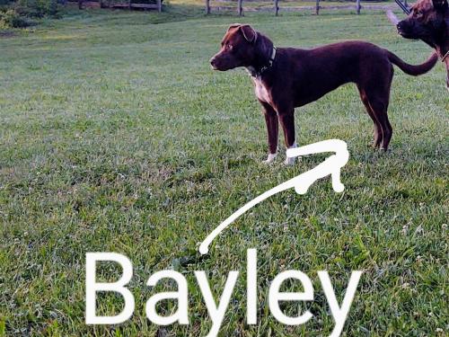 Lost Female Dog last seen Bolington rd, Loudoun County, VA 20180