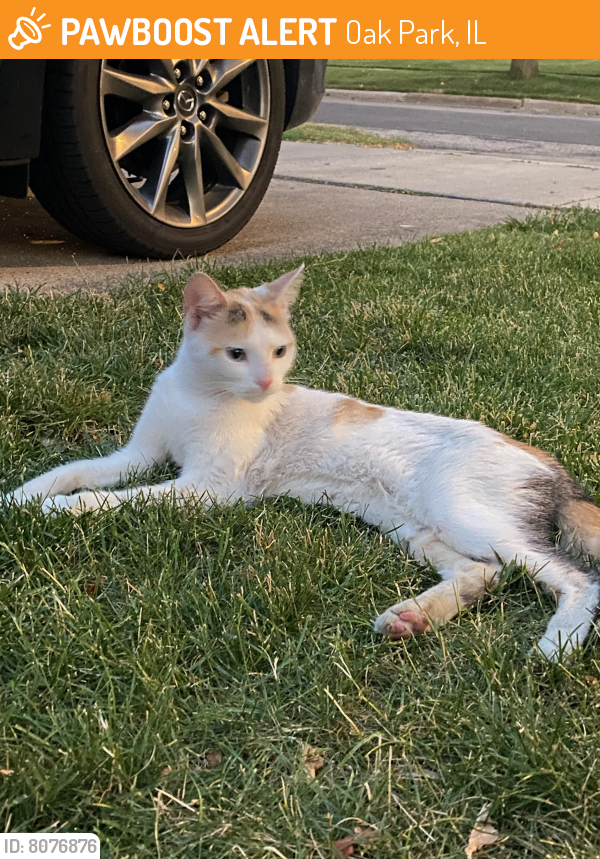 Found/Stray Unknown Cat last seen Elmwood & Berkshire, Taylor Park, Northeast Oak Park, Oak Park, IL 60303