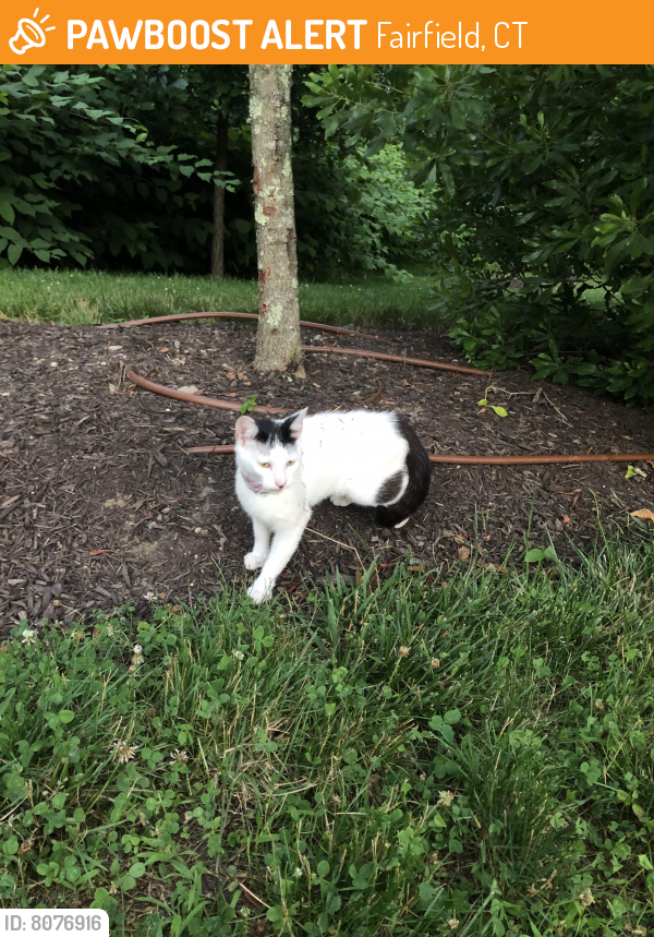 Rehomed Female Cat last seen Near Park Ave , Fairfield, CT 06825