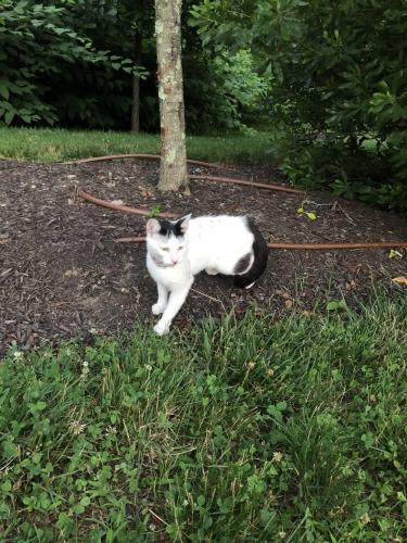 Found/Stray Female Cat last seen Near Park Ave , Fairfield, CT 06825