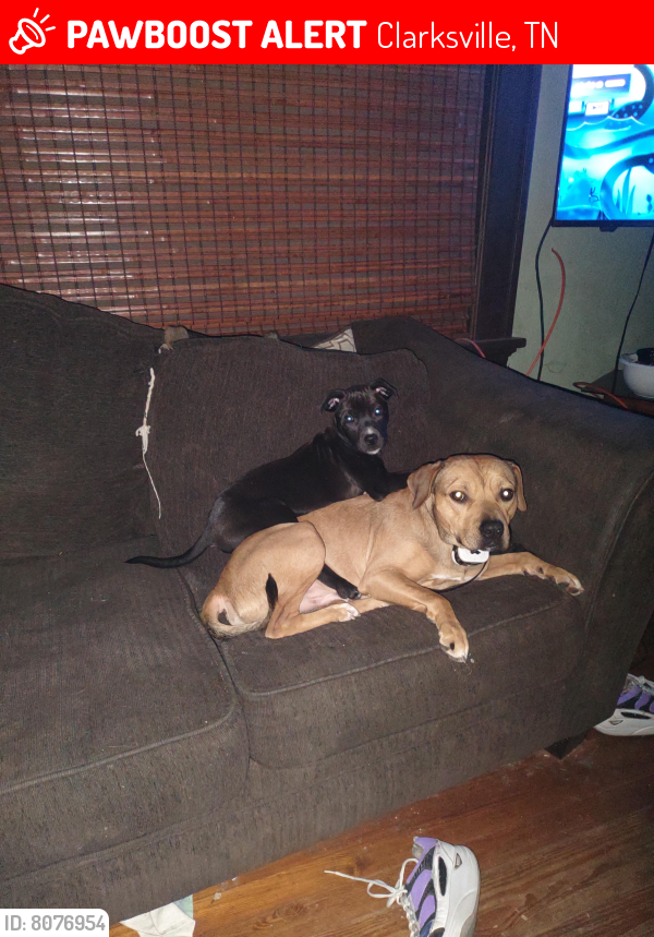 Lost Male Dog in Clarksville, TN 37040 Named Marco (ID 8076954) PawBoost
