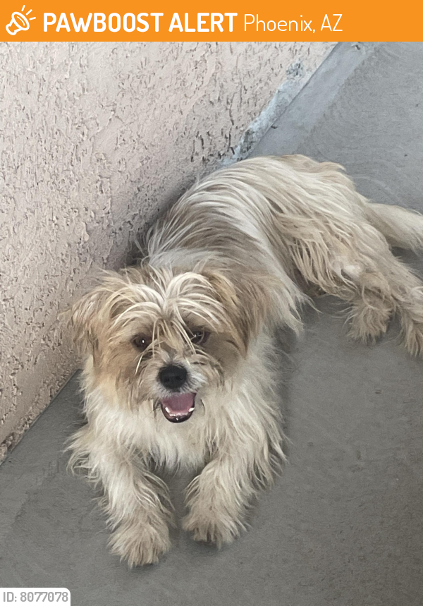 Found/Stray Male Dog last seen Near N 21st ave , Phoenix, AZ 85015