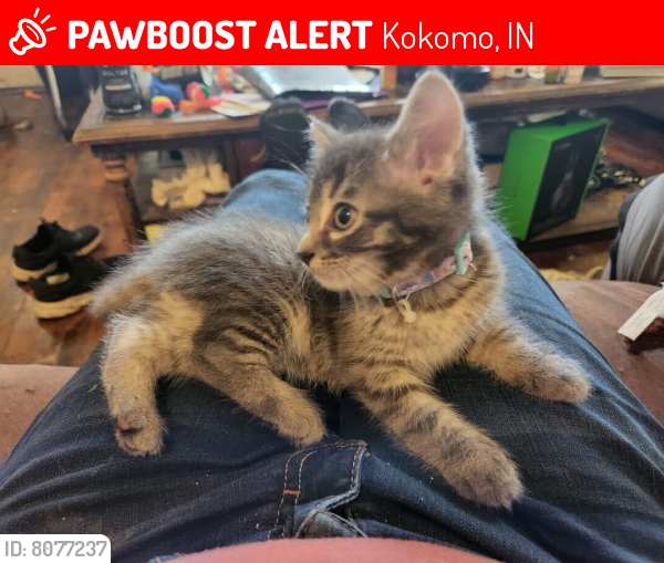 Lost Unknown Cat last seen Elizabeth, Kokomo, IN 46901