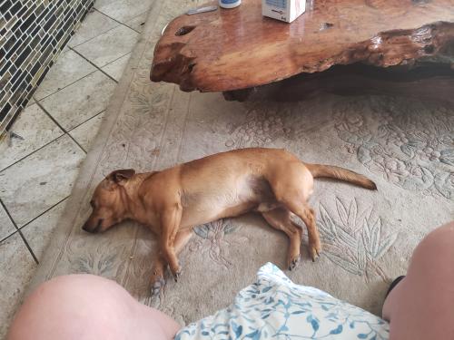 Lost Female Dog last seen Normandy and Garrone , Newark, CA 94560