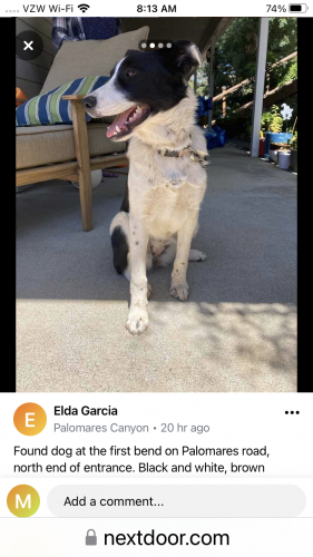 Found/Stray Female Dog last seen Palomares road near Palo Verde , Castro Valley, CA 94552