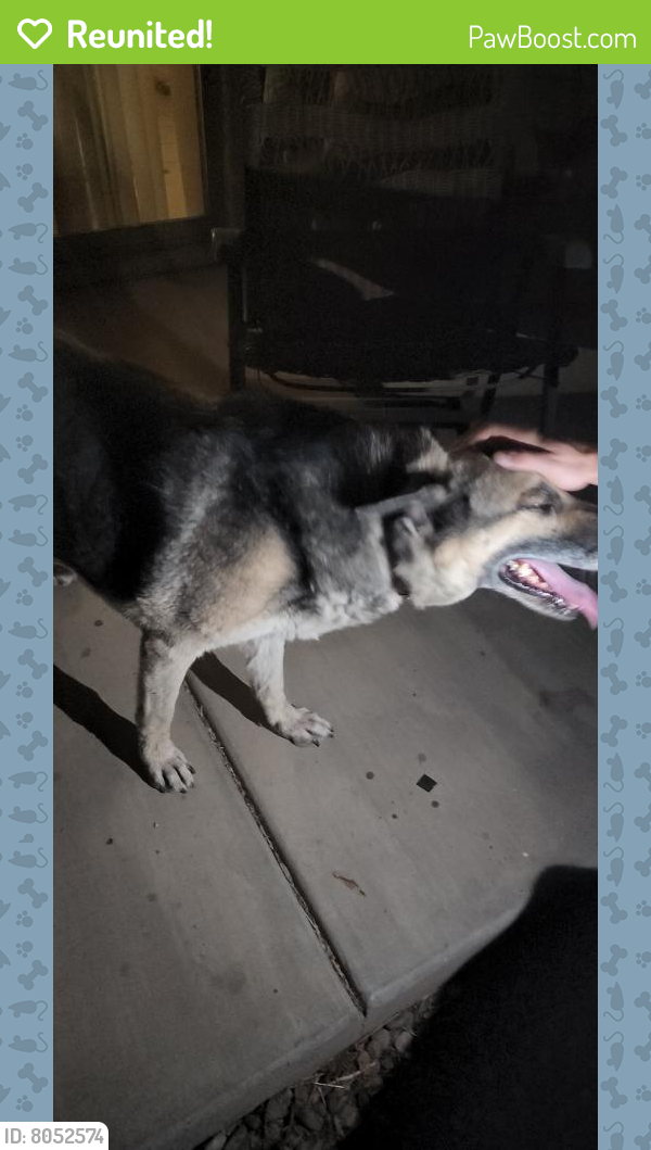 Reunited Female Dog last seen 51st ave an lower buckeye, Phoenix, AZ 85043