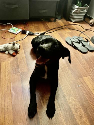 Found/Stray Male Dog last seen Foothill, Fontana, CA 92376