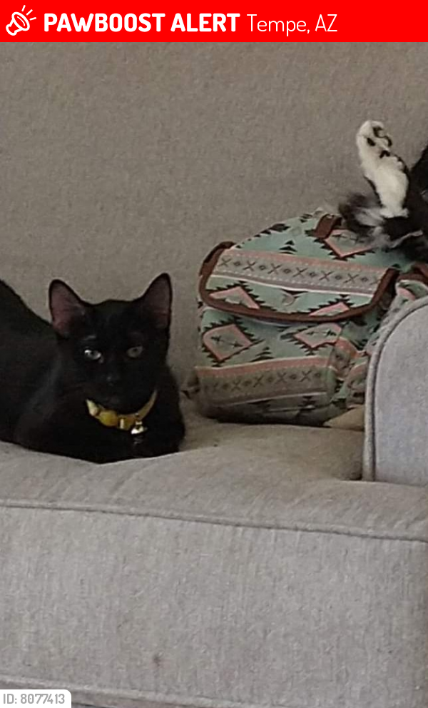 Lost Female Cat last seen Mill Ave and 11 street , Tempe, AZ 85281